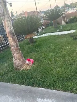 Green landscape design frontyard before